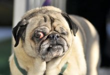 hund6_reference.jpg