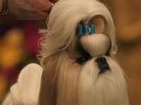 Shih-Tzu-Hundeschau-Westminster-Dog-Show.jpg