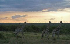 Afrika_013_2475k.jpg