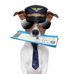 shutterstock_108504821_hund-flugzeug.jpg