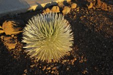 Hawaii 2014 177.jpg