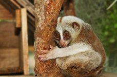 slow-loris.jpg