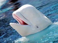 beluga_wal_weiss[1].jpg