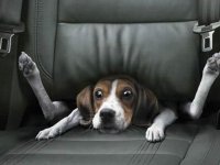 no_dogs in the cabin.jpg