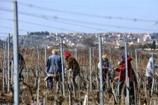 dalmacijavino_vinograd_drnis.jpg