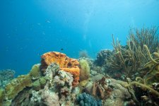 Bonaire-200.jpg