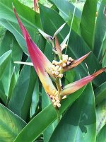 Botanical9.jpg