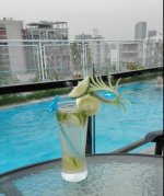 Rooftop Pool Dhaka.jpg