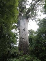 Kauri1.jpg