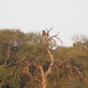 IMG 4554