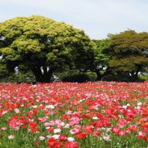 Nokonoshima Island