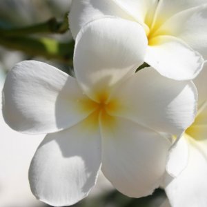 Thailand 994