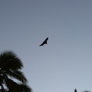 DSC 0446