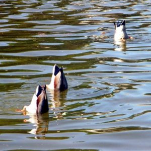enten