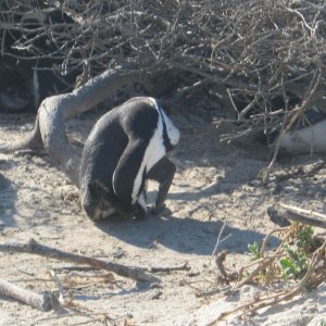 IMG 0986