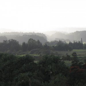 Regenwald
