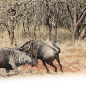 Gnu01