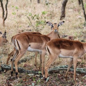 Impalas