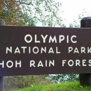 Hoh Rain Forest