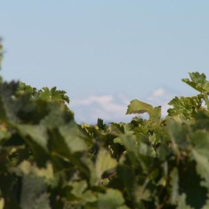 Chile / Las Ninas Weingut (Colchagua Valley / Rute del Vino)