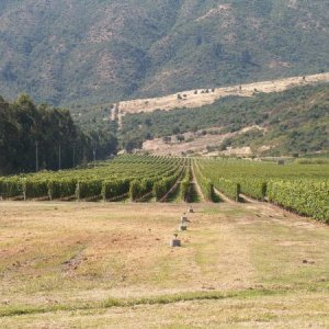 Chile / Weingut Las Ninas - Reben ( Merlot )