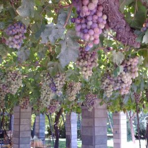 Mendoza / Weingut Zucchardi - Trauben