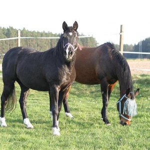 BeiÃŸpferd in Lauerstellung!