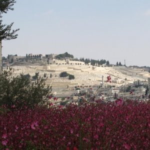 mt of olives