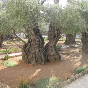 uralter ölbaum