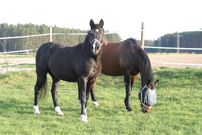 BeiÃŸpferd in Lauerstellung!
