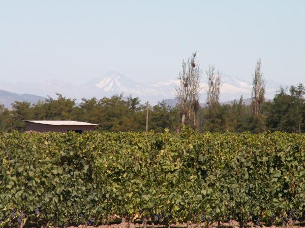 Chile / Weingut Las Ninas - Blick Ã¼ber Reben auf die Anden