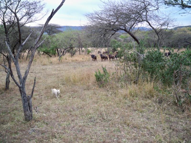Gnu03