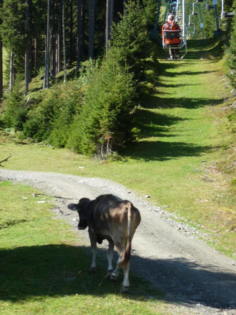 Hautnahe Begegnungen, fast kann man der Kuh den Rücken kratzen.