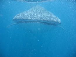 IMG 5163