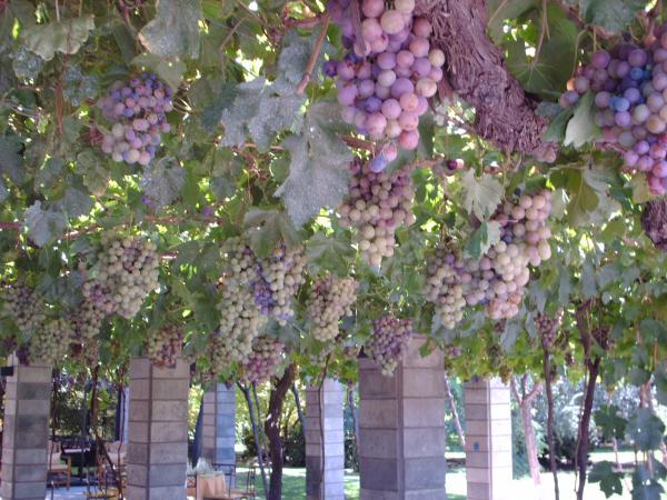 Mendoza / Weingut Zucchardi - Trauben