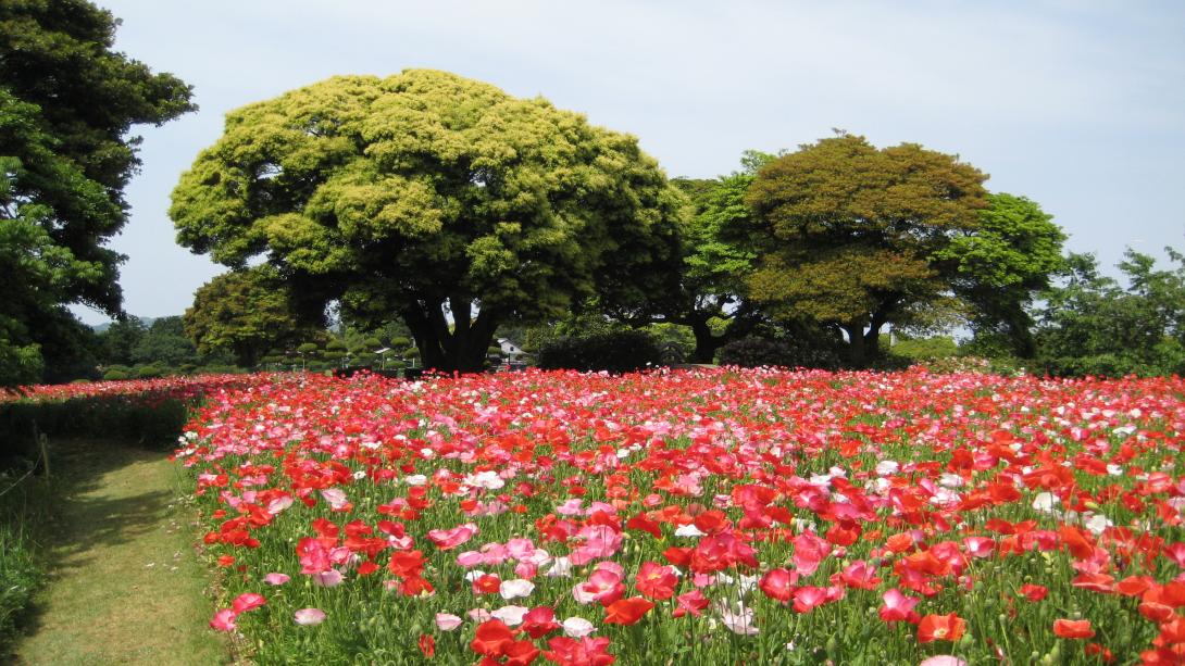 Nokonoshima Island