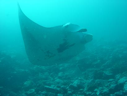 SÃ¼dsee Franz P.NukaHiva Manta