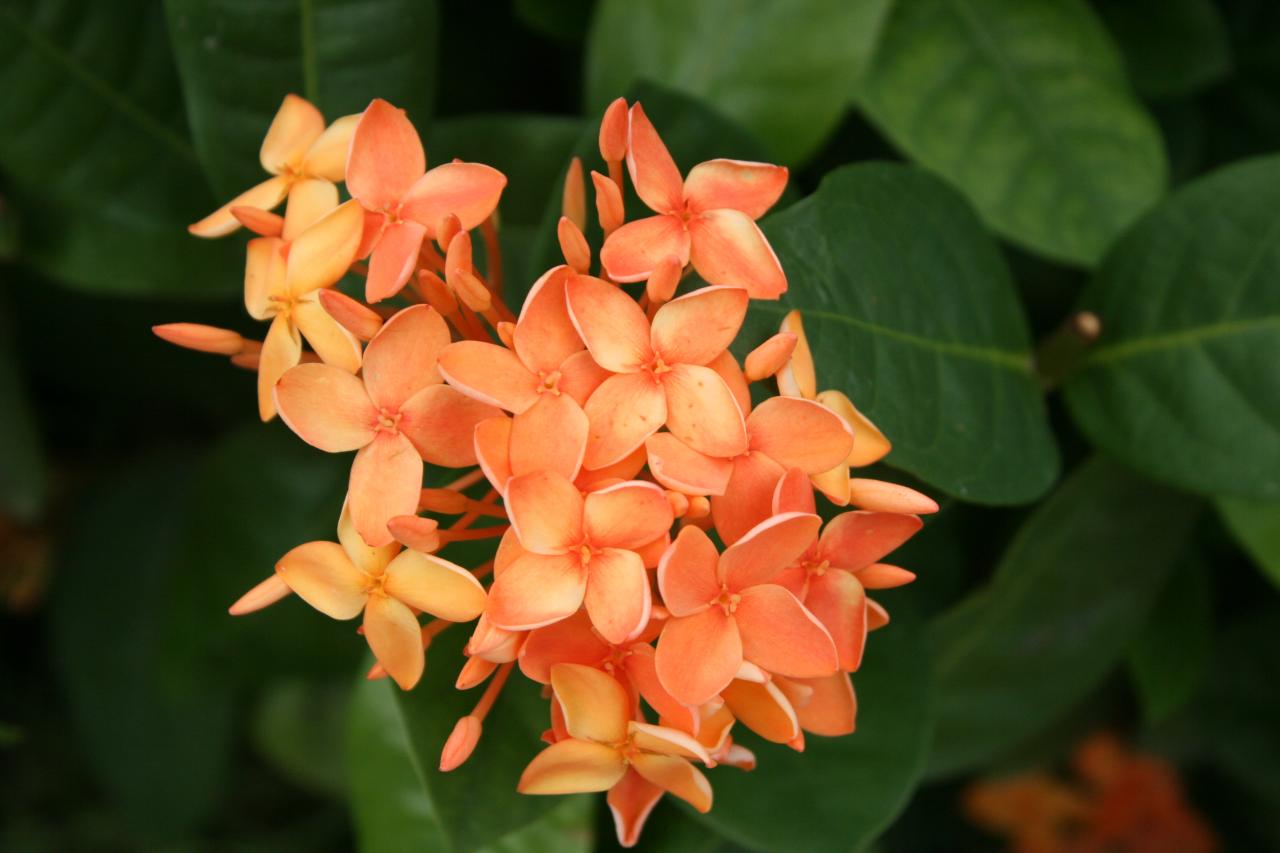 Thailand 027