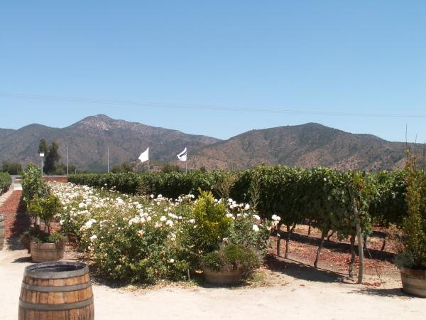 Weingut Morande, Chile